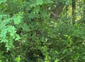 263 Charles Kenney Ln, Ridgeley, WV 26753