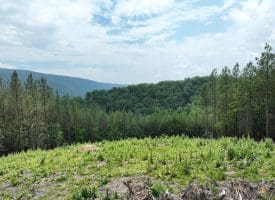 20.17 AC North Texas Road, Delray, WV 26714