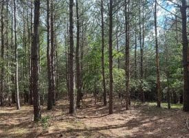 22.29 AC North Texas Road, Delray, WV 26714