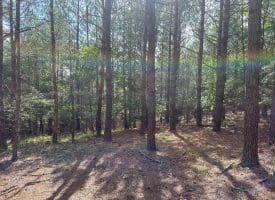 22.29 AC North Texas Road, Delray, WV 26714