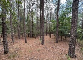 22.29 AC North Texas Road, Delray, WV 26714