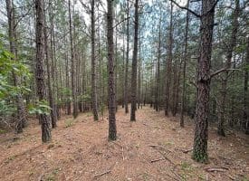 22.29 AC North Texas Road, Delray, WV 26714