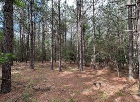 22.29 AC North Texas Road, Delray, WV 26714
