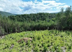 20.17 AC North Texas Road, Delray, WV 26714