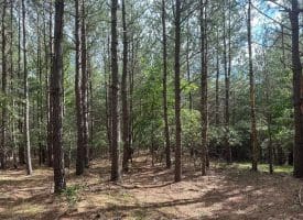 20.17 AC North Texas Road, Delray, WV 26714