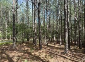 20.17 AC North Texas Road, Delray, WV 26714