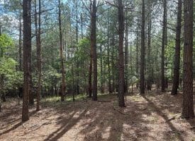 20.17 AC North Texas Road, Delray, WV 26714