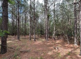 20.17 AC North Texas Road, Delray, WV 26714