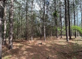 20.17 AC North Texas Road, Delray, WV 26714
