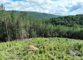 20.17 AC North Texas Road, Delray, WV 26714