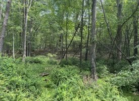 5.73 Ac Anthony Bohrer Rd, Slanesville, WV 25444