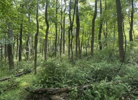 5.73 Ac Anthony Bohrer Rd, Slanesville, WV 25444