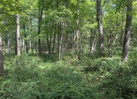 5.73 Ac Anthony Bohrer Rd, Slanesville, WV 25444