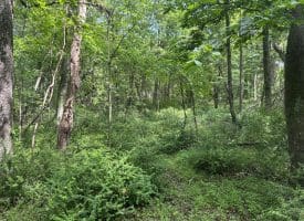 5.73 Ac Anthony Bohrer Rd, Slanesville, WV 25444