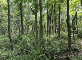5.73 Ac Anthony Bohrer Rd, Slanesville, WV 25444