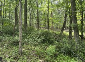 5.73 Ac Anthony Bohrer Rd, Slanesville, WV 25444