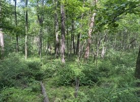 5.73 Ac Anthony Bohrer Rd, Slanesville, WV 25444
