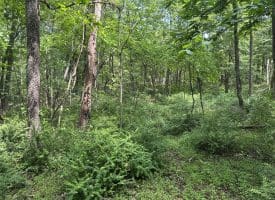 5.73 Ac Anthony Bohrer Rd, Slanesville, WV 25444