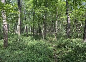 5.73 Ac Anthony Bohrer Rd, Slanesville, WV 25444