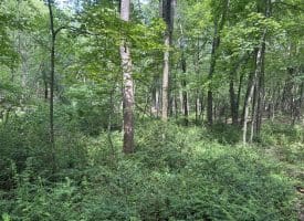 5.73 Ac Anthony Bohrer Rd, Slanesville, WV 25444