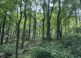 5.73 Ac Anthony Bohrer Rd, Slanesville, WV 25444