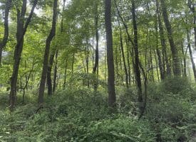 5.73 Ac Anthony Bohrer Rd, Slanesville, WV 25444
