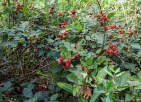Lot 28 Island Ridge Rd, Purgitsville, WV 26852
