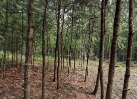 Lot 28 Island Ridge Rd, Purgitsville, WV 26852