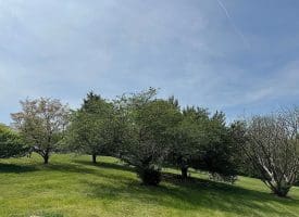 114 Blues Addition Rd, Springfield, WV 26763