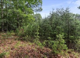 Lot 28 Island Ridge Rd, Purgitsville, WV 26852