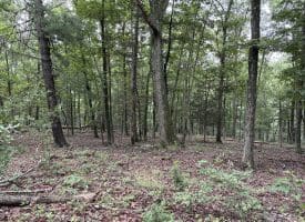 9.31 Ac Pine Tree Dr, Bloomery, WV 26817
