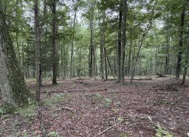 9.31 Ac Pine Tree Dr, Bloomery, WV 26817