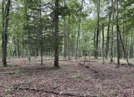 9.31 Ac Pine Tree Dr, Bloomery, WV 26817