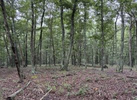 9.31 Ac Pine Tree Dr, Bloomery, WV 26817