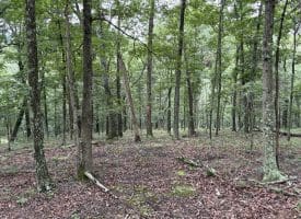 9.31 Ac Pine Tree Dr, Bloomery, WV 26817