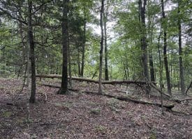 9.31 Ac Pine Tree Dr, Bloomery, WV 26817