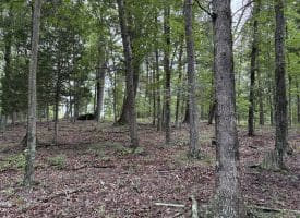9.31 Ac Pine Tree Dr, Bloomery, WV 26817