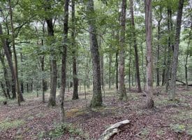 9.31 Ac Pine Tree Dr, Bloomery, WV 26817