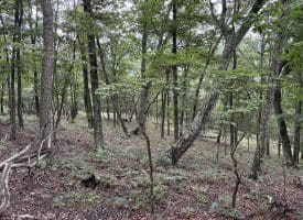 9.31 Ac Pine Tree Dr, Bloomery, WV 26817