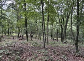 9.31 Ac Pine Tree Dr, Bloomery, WV 26817