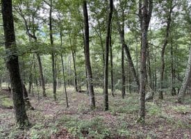 9.31 Ac Pine Tree Dr, Bloomery, WV 26817