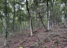 9.31 Ac Pine Tree Dr, Bloomery, WV 26817