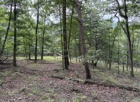 9.31 Ac Pine Tree Dr, Bloomery, WV 26817