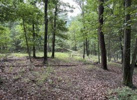 9.31 Ac Pine Tree Dr, Bloomery, WV 26817