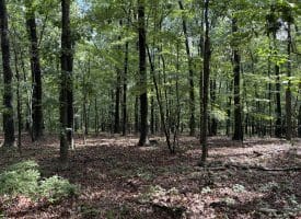 26.33 Acres Hickory Corner Rd, Augusta, WV 26704