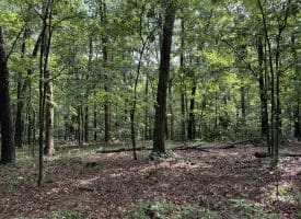 26.33 Acres Hickory Corner Rd, Augusta, WV 26704
