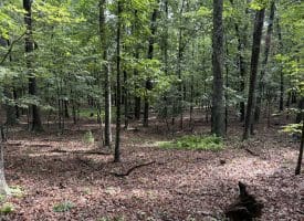 26.33 Acres Hickory Corner Rd, Augusta, WV 26704