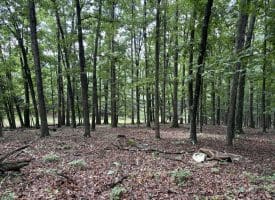 26.33 Acres Hickory Corner Rd, Augusta, WV 26704