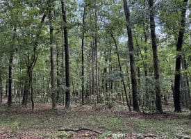 26.33 Acres Hickory Corner Rd, Augusta, WV 26704