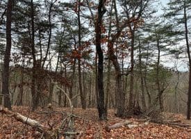 6 Beaver Run Rd, Burlington, WV 26710